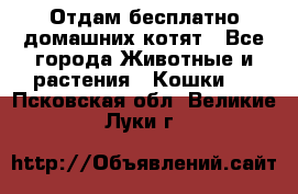 Отдам бесплатно домашних котят - Все города Животные и растения » Кошки   . Псковская обл.,Великие Луки г.